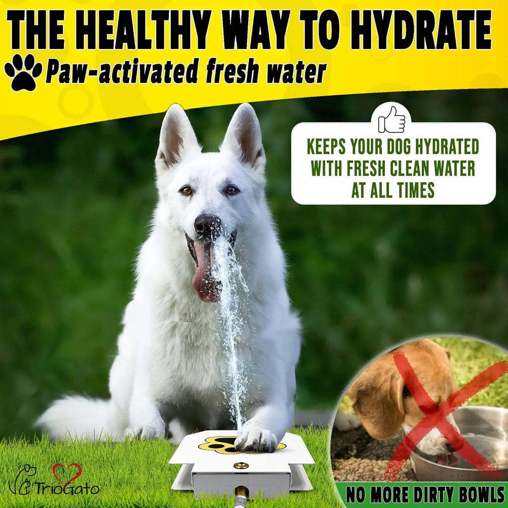 Paw-Activated Outdoor Dog Water Fountain